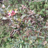 Osbeckia rubicunda Arn.