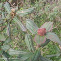 Osbeckia rubicunda Arn.