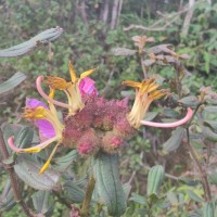 Osbeckia rubicunda Arn.