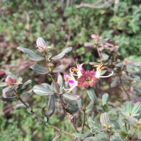 Osbeckia rubicunda Arn.