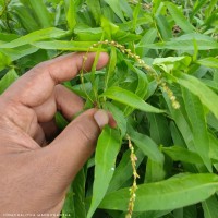 Persicaria hydropiper (L.) Delarbre