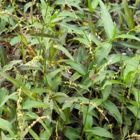 Persicaria hydropiper (L.) Delarbre