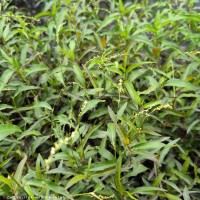 Persicaria hydropiper (L.) Delarbre