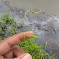 Persicaria hydropiper (L.) Delarbre