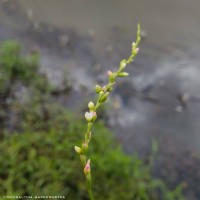 Persicaria hydropiper (L.) Delarbre