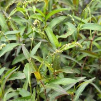 Persicaria hydropiper (L.) Delarbre