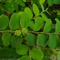 Phyllanthus retusus Dennst.