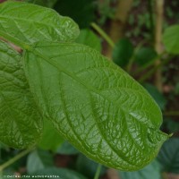 Stereospermum chelonoides (L.f.) DC.
