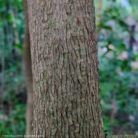 Stereospermum chelonoides (L.f.) DC.
