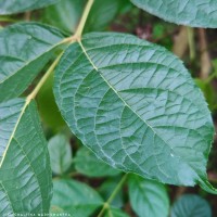 Stereospermum chelonoides (L.f.) DC.