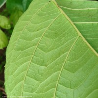 Stereospermum chelonoides (L.f.) DC.