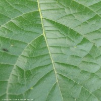 Stereospermum chelonoides (L.f.) DC.