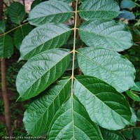 Stereospermum chelonoides (L.f.) DC.