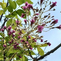 Stereospermum chelonoides (L.f.) DC.