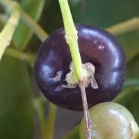 Salvadora persica L.