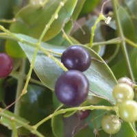 Salvadora persica L.