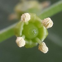 Salvadora persica L.