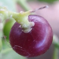 Salvadora persica L.