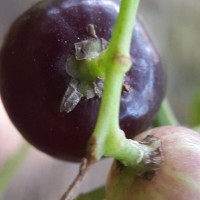 Salvadora persica L.