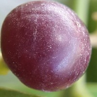 Salvadora persica L.