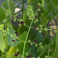 Salvadora persica L.