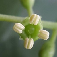 Salvadora persica L.
