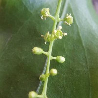Salvadora persica L.