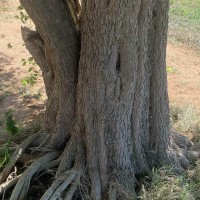 Salvadora persica L.