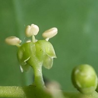 Salvadora persica L.