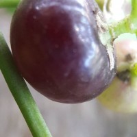 Salvadora persica L.