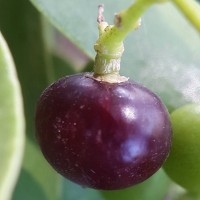 Salvadora persica L.