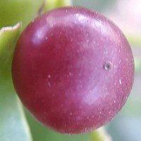 Salvadora persica L.