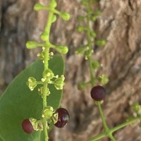 Salvadora persica L.