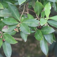 Ardisia elliptica Thunb.