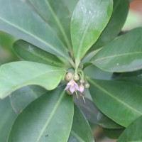Ardisia elliptica Thunb.