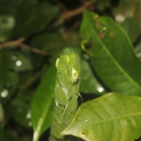 Ecbolium ligustrinum (Vahl) Vollesen