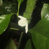 Ecbolium ligustrinum (Vahl) Vollesen