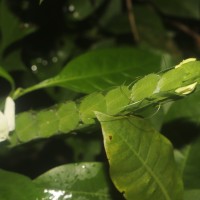 Ecbolium ligustrinum (Vahl) Vollesen