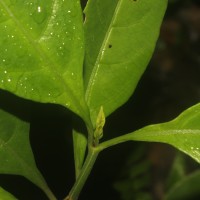 Ecbolium ligustrinum (Vahl) Vollesen