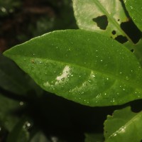 Ecbolium ligustrinum (Vahl) Vollesen