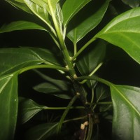 Mappia nimmoniana (J.Graham) Byng & Stull