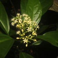 Mappia nimmoniana (J.Graham) Byng & Stull