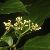 Mappia nimmoniana (J.Graham) Byng & Stull