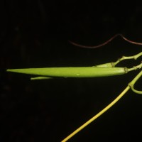 Parsonsia alboflavescens (Dennst.) Mabb.