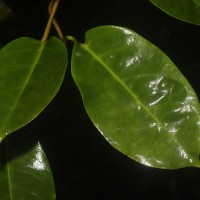 Parsonsia alboflavescens (Dennst.) Mabb.