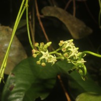 Parsonsia alboflavescens (Dennst.) Mabb.