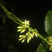 Parsonsia alboflavescens (Dennst.) Mabb.