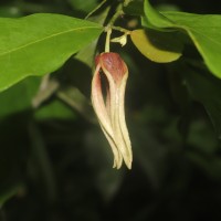 Miliusa zeylanica Gardner ex Hook.f. & Thomson
