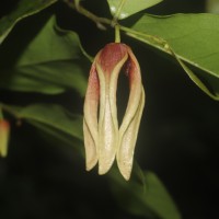 Miliusa zeylanica Gardner ex Hook.f. & Thomson