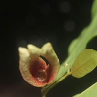 Miliusa zeylanica Gardner ex Hook.f. & Thomson